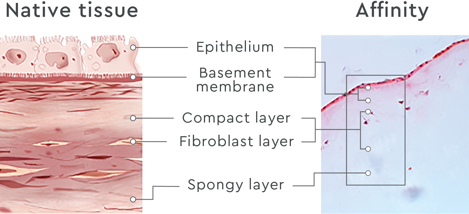 The epithelium, basement membrane, compact layer, fibroblast layer, and spongy layer in Affinity