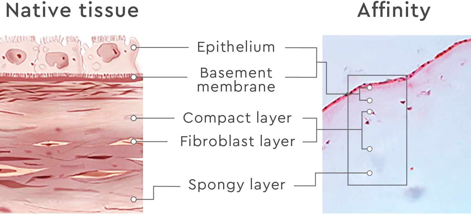 The epithelium, basement membrane, compact layer, fibroblast layer, and spongy layer in Affinity